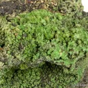 Pyromorphite (rare locale) - image 1