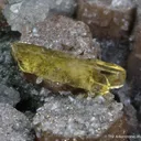 Pyrosmalite-(Mn) with Barite - image 4