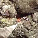 Pyrostilpnite, Proustite, Arsenic - image 2