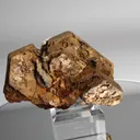 specimen video