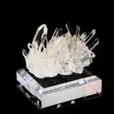 specimen video