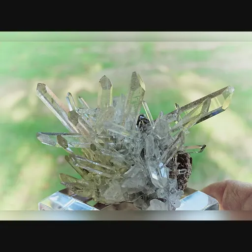 specimen video