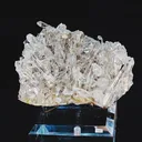 specimen video