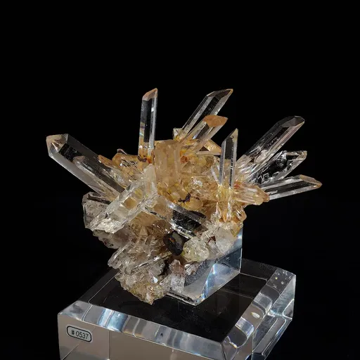 specimen video