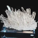 specimen video