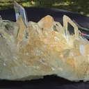 specimen video