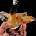 specimen video