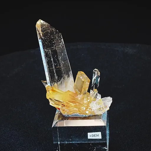 specimen video