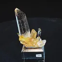 specimen video