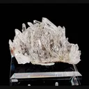 specimen video