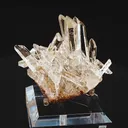 specimen video