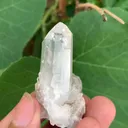 specimen video
