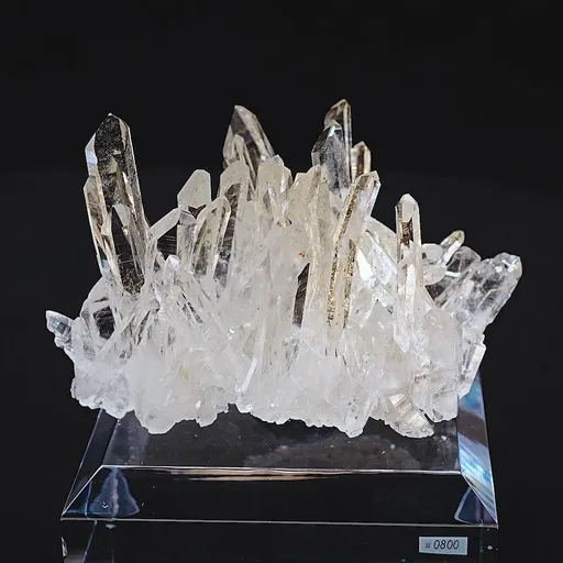 specimen video