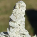 Quartz after Barite and Quartz pyrite - 900 grams - Cavnic Mine, Cavnic, Maramureș, Romania - image 2