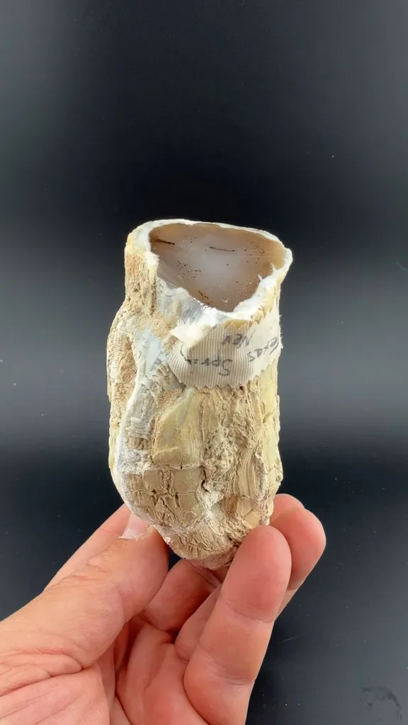 Quartz (agatized limb cast) image