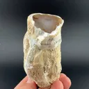 Quartz (agatized limb cast) - image 1