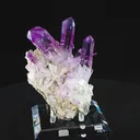 specimen video