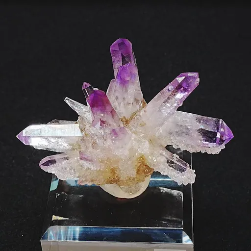 specimen video