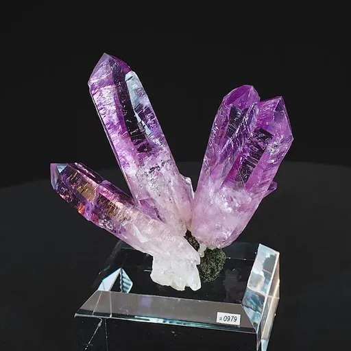 specimen video
