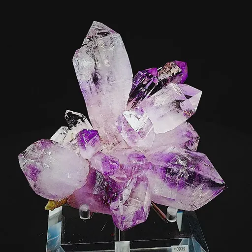 specimen video