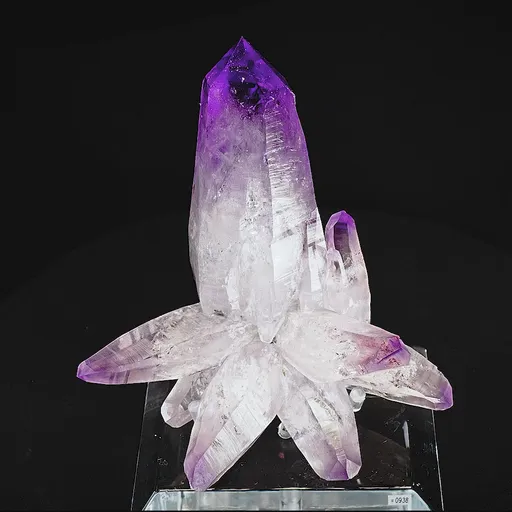specimen video