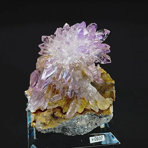 specimen video