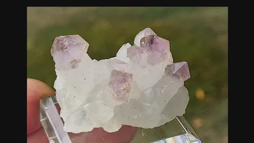 specimen video