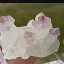 specimen video