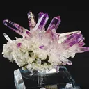 specimen video