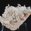 specimen video