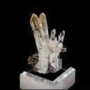 specimen video