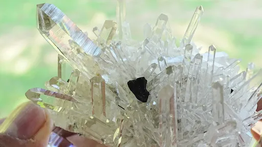 specimen video