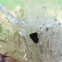 specimen video