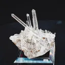 specimen video