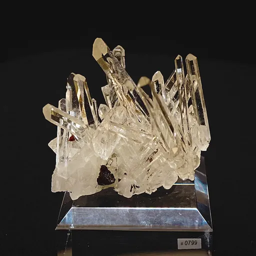 specimen video