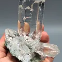 specimen video