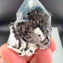 specimen video