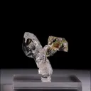 specimen video