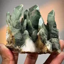 specimen video