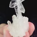 specimen video