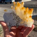 specimen video
