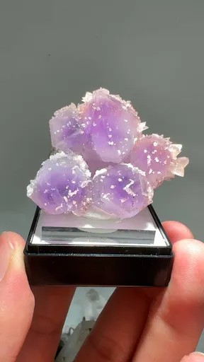 specimen video