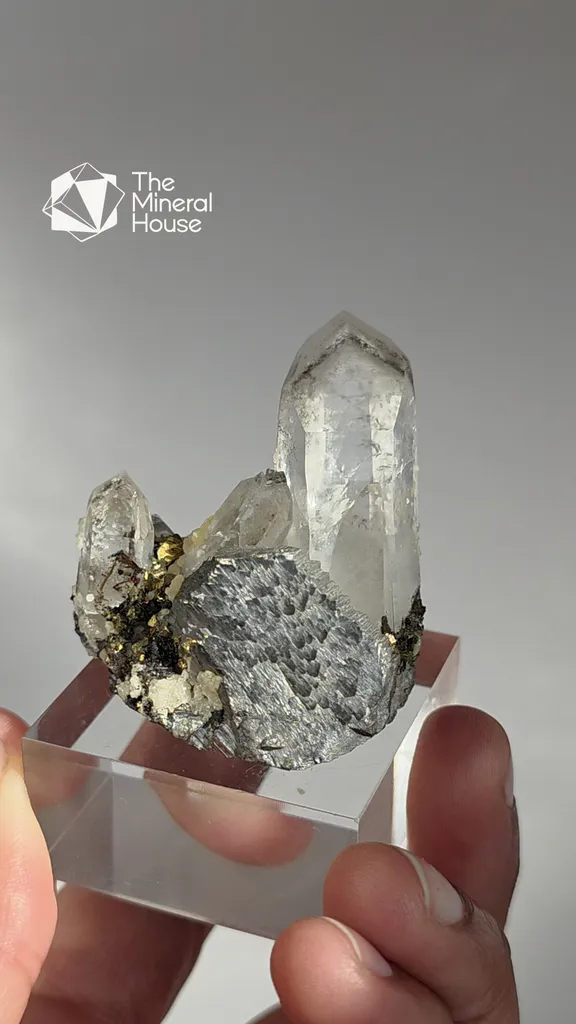 specimen video