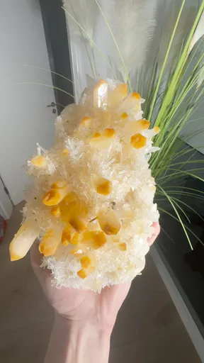 specimen video