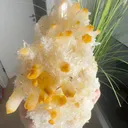 specimen video