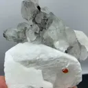specimen video