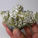 specimen video