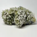 Quartz from Djurkovo mine, Djurkovo Complex, Laki Municipality, Plovdiv Province, Bulgaria - image 3