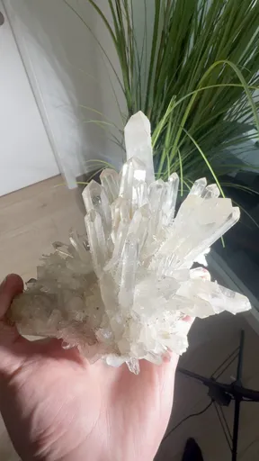 specimen video