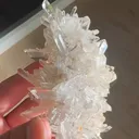 specimen video